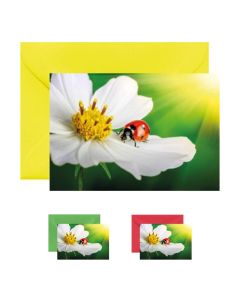 10x Mini- Grußkarte Käfer, verschiedene Umschlagfarben