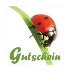 Gutschein-Klappkarte "weiße Blume mit Käfer"