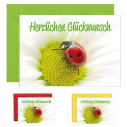 10x Grußkarte - weiße Blume mit Käfer, verschiedene Umschlagfarben