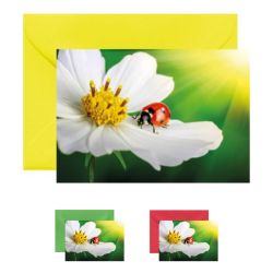 10x Mini- Grußkarte Käfer, verschiedene Umschlagfarben